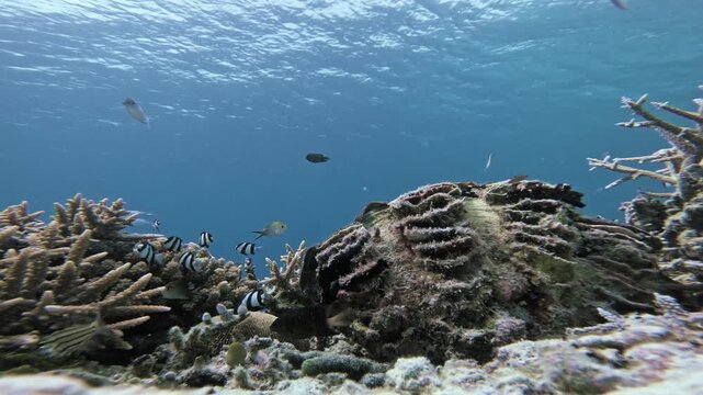 A giant clam rests among branching corals as tropical reef fish swim through clear, sunlit water in the Maldives, captured in a steady underwater wide shot.
