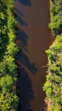 Vertical drone shot looking straight down at a dark river winding through dense green trees at golden hour. Perfect for social media and travel content.