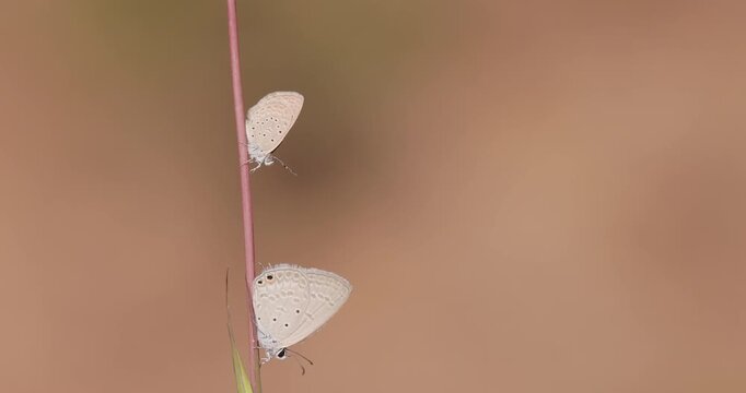 Gram Blue and Grass Blue butterflies basking on winter straw slow motion macro dawn thermal sync