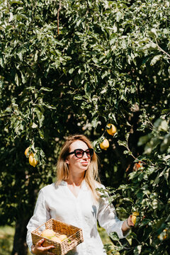 Smiling woman holding fresh lemons while sitting under a lemon tree in a sunny orchard