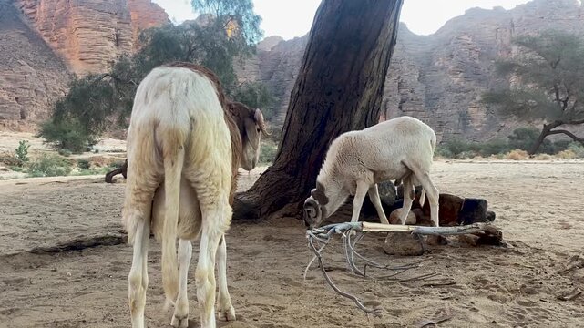 Two rams grazing near a large tree in a sandy desert landscape, framed by towering rocky cliffs in the background under a bright, clear sky.