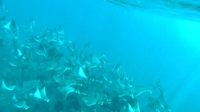 Underwater video of a group of mobula munkiana - manta rays migrating in Baja California Sur, Mexico