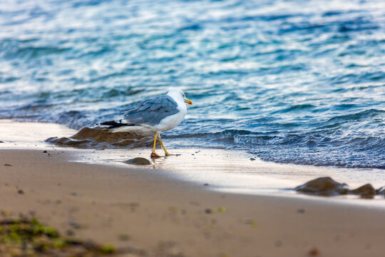 Lone seagull walking along the sandy beach with gentle waves lapping at the shoreline, captured in natural daylight.