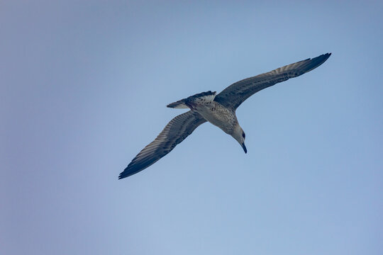 A seagull glides gracefully against a clear, pale blue sky, captured in mid-flight with wings fully extended. Ideal for nature, freedom, and travel concepts.