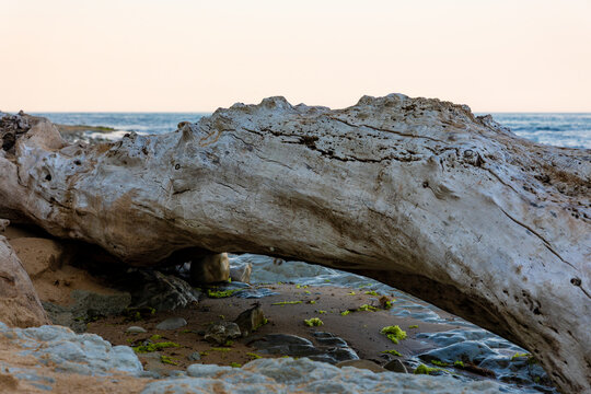 Large piece of driftwood rests on a rocky sandy beach, with gentle waves and soft evening light in the background.