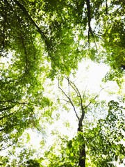 Fototapeta premium Low Angle Abstract Motion Blur View Looking Up at Green Tree Canopy and Bright Sky