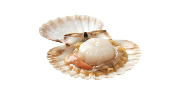 A freshly opened scallop against a white backdrop
