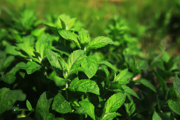 Vibrant Green Mint Leaves in Sunlit Garden: Fresh and Natural Botanical Scene © alexkich