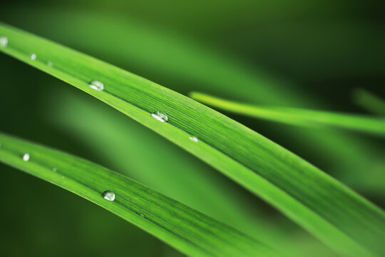 Close-Up of Fresh Green Grass Blades with Dew Drops in Natural Light