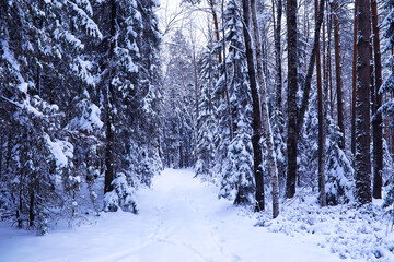 Obraz premium The forest is covered with snow. Frost and snowfall in the park. Winter snowy frosty landscape.