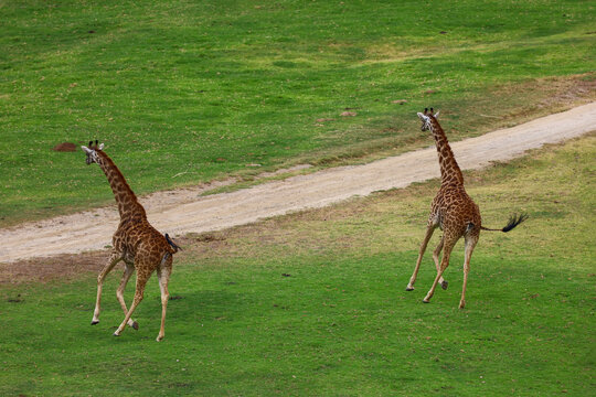 Two Majestic Giraffes Running Across Green Savannah Field.