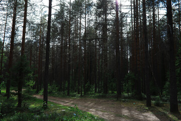 Obraz premium Fir branches with cones. Pinery. Trees in the forest. Glare of the sun.