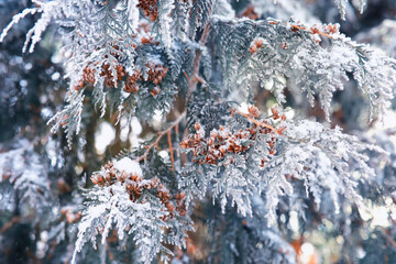 Fototapeta premium Winter landscape. Trees and plants covered with snow. The beauty of snow covered paths. Snowfall and cooling in tourist areas.