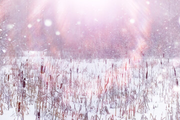 Obraz premium Tall trees under snow cover. January frosty day in winter park.