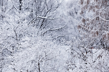 Fototapeta premium Winter forest landscape. Tall trees under snow cover. January frosty day in the park.