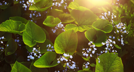 Fototapeta premium The first flowers against the background of green spring. Spring bloom.