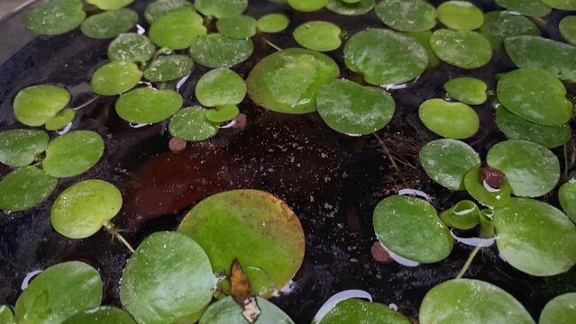 The surface of the pond features round aquatic plant leaves floating on the water, showcasing natural green hues, organic textures, and the tranquil atmosphere of an aquatic environment.