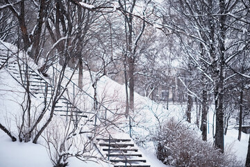 Fototapeta premium Winter forest landscape. Tall trees under snow cover. January frosty day in the park.