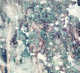 Fototapeta premium Winter forest landscape. Tall trees under snow cover. January frosty day in the park.