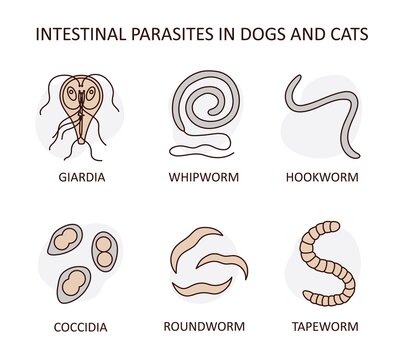 Hand-drawn vector illustration of human and animal parasites