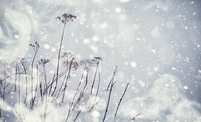 Fototapeta premium Winter forest landscape. Tall trees under snow cover. January frosty day in the park.