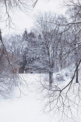 Fototapeta premium Winter forest landscape. Tall trees under snow cover. January frosty day in the park.