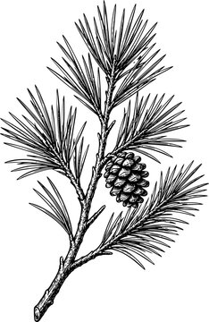 Vintage Pine Branch with Cone Botanical Engraving Illustration