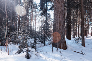 Fototapeta premium Winter forest landscape. Tall trees under snow cover. January frosty day in the park.