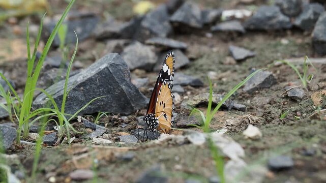 detailed close-up shows a monarch butterfly perched on the dry, rocky earth, surrounded by sparse green blades of grass
butterfly drinking water from wet ground using its proboscis