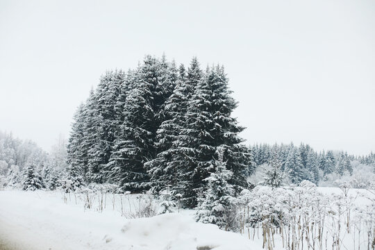 Winter snowy frosty landscape. The forest is covered with snow. Frost and fog in the park.