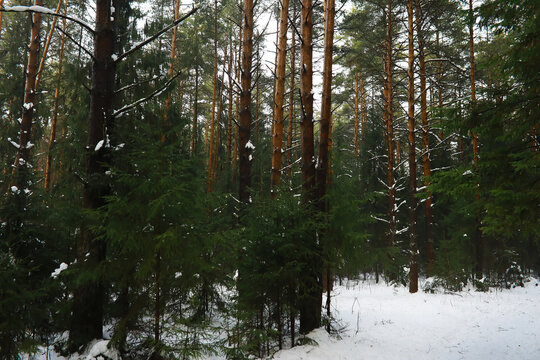 Winter snowy frosty landscape. The forest is covered with snow. Frost and fog in the park.