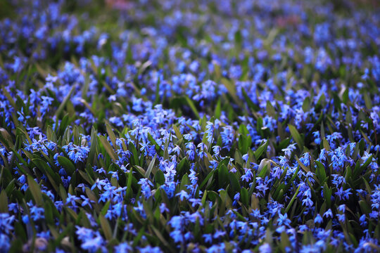 Plants and flowers macro. Detail of petals and leaves at sunset. Natural nature background.