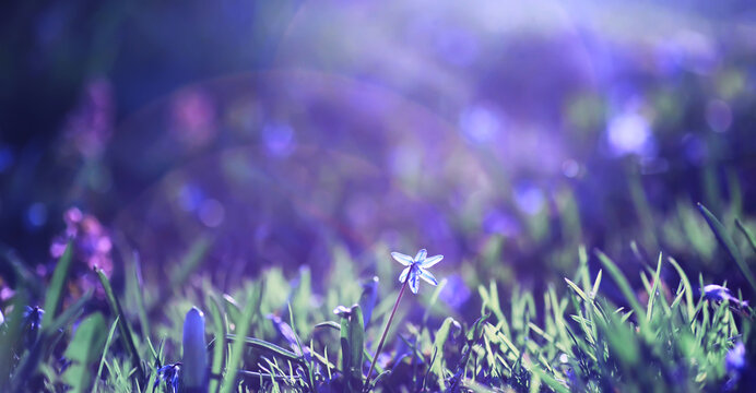 Plants and flowers macro. Detail of petals and leaves at sunset. Natural nature background.