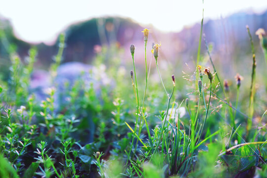Plants and flowers macro. Detail of petals and leaves at sunset. Natural nature background.