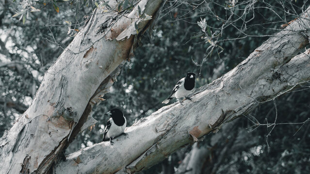 Two magpies are sitting on the branches and observing a situation around