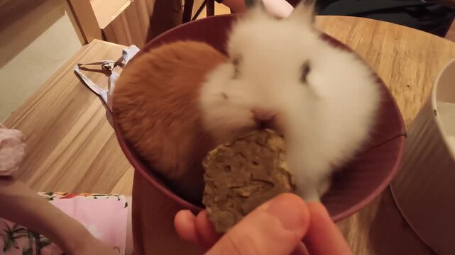 patrons interacting with domestic rabbits inside the popular bunny cafe located in Shanghai, China