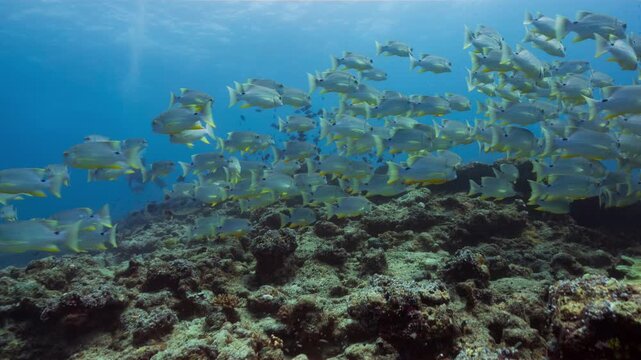 A huge spawning aggregation of Sailfin Snapper swim together over a reef in Peleliu, Palau.