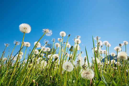 Meadow of dandelions gone to seed. Low-angle view. Half blue sky with open space.