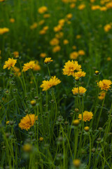 Fototapeta premium Yellow Wildflowers in a Green Meadow