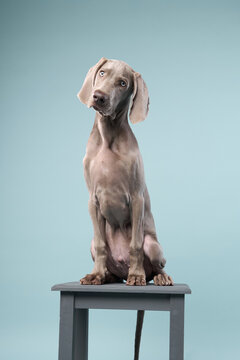 The puppy stands on a dark stool and slightly tilts its head. The pale blue background emphasizes its innocent posture.