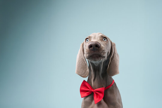 The puppy sits still wearing a red bow tie while gazing upward. The pale background gives a clean, minimal effect.