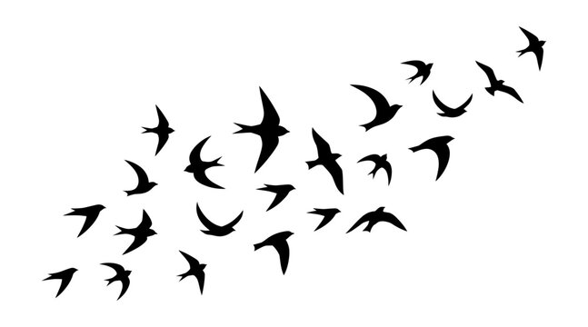 Flock of swallows flying in the sky, silhouette of birds