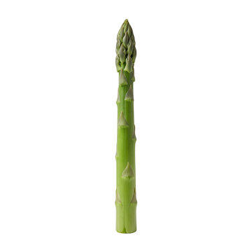 Single fresh green asparagus spear isolated on transparent background