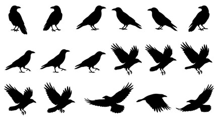 Obraz premium Set of black silhouettes of crows