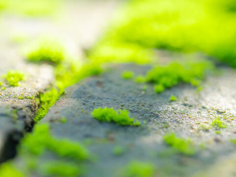 Fresh green moss that grows cover on moist stone