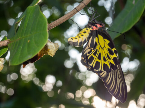 Golden birdwing butterfly has just emerged from her chrysalis