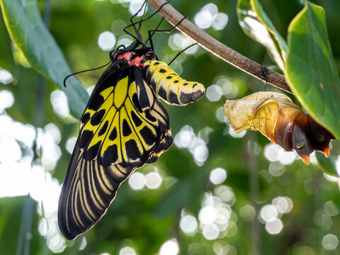 Golden birdwing butterfly has just emerged from her chrysalis
