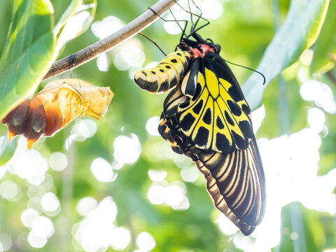 Golden birdwing butterfly has just emerged from her chrysalis