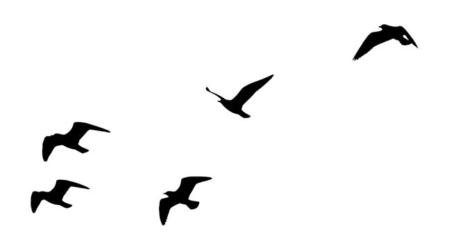 Silhouettes of a flock of seagulls flying in the sky