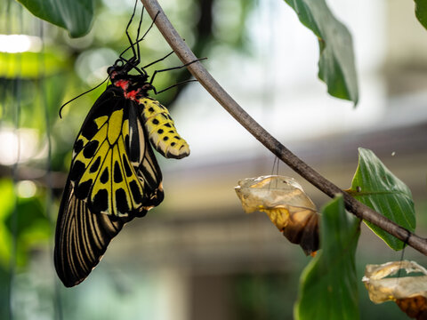 Golden birdwing butterfly has just emerged from her chrysalis